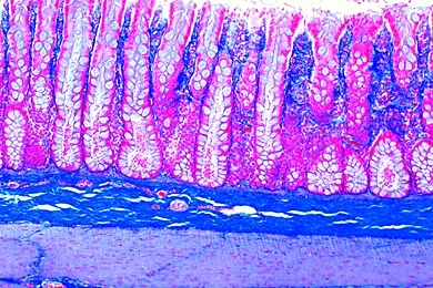 Mikropräparat - Dickdarm der Katze, quer. Färbung der Schleimzellen