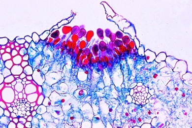 Mikropräparat - Getreiderost (Puccinia), Uredosporen auf Weizenhalm, quer