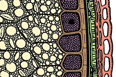 Mikropräparat - Roggenkorn, quer. Schichten der Samenschale, Endosperm