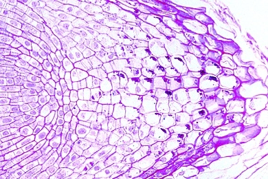 Mikropräparat - Wurzelspitze mit Statolithenstärke vom Mais (Zea mays), längs
