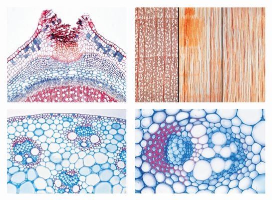 Mikropräparate in Serie - Blütenpflanzen IV. Der Stamm,  20 Präparate mit Begleittext
