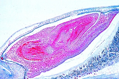 Mikropräparat - Samenkorn vom Weizen (Triticum), längs. Anlage des Embryos