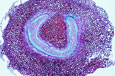 Mikropräparat - Selaginella, Moosfarn, Stamm mit Siphonostele, quer, Bärlappgewächse (Lycopodiatae)