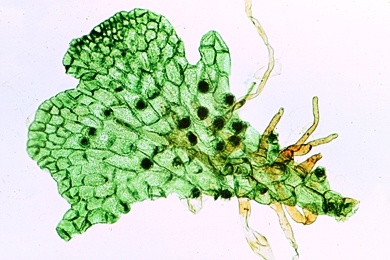 Mikropräparat - Aspidium, Wurmfarn, Prothallium (Vorkeim) mit Antheridien und Archegonien, total, Farne (Filicatae)