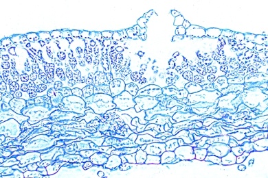 Mikropräparat - Ricciocarpos, einfaches Lebermoos, Thallus mit Antheridien oder Archegonien, quer, Lebermoose (Hepaticae)