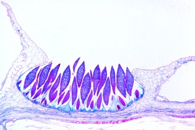 Mikropräparat - Marchantia, Lebermoos, Thallus mit Brutbecher, quer, Lebermoose (Hepaticae)