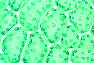 Mikropräparat - Mnium, Sternmoos, Blatt mit Chloroplasten in Aufsicht, total