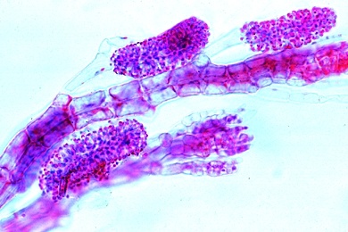 Mikropräparat - Polysiphonia, Rotalge, Thallus mit Antheridien, total, Rotalgen (Rhodophyceae)