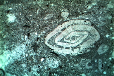 Kalkstein mit Nummulitidae, Gesteinsdünnschliff Dauerpräparat