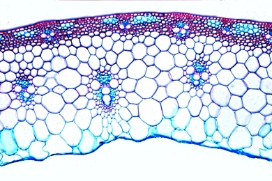 Mikropräparat - Triticum, Weizen, Stamm (Halm) einer Graspflanze, quer. Zentrale Markhöhle, ringförmige Anordnung der Leitbündel