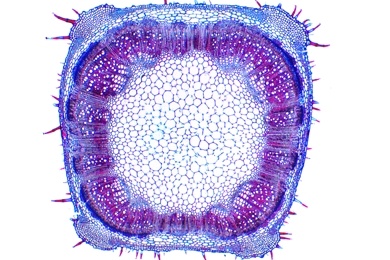 Mikropräparat - Salvia, Salbei, Stamm quer, Kantenkollenchym