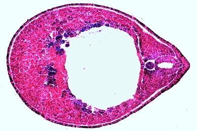 Mikropräparat - Frosch, Junges Schwanzknospen-Stadium, quer: Neuralrohr, Chorda, Myotom und Splanchnotom