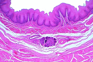 Mikropräparat - Magen, Mensch, Region des Fundus, quer