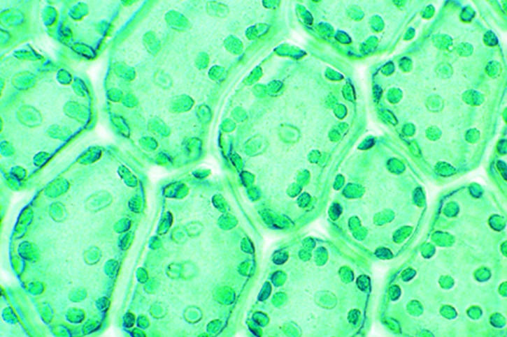 Mikropräparat - Mnium, Blatt mit Chloroplasten in Aufsicht, total