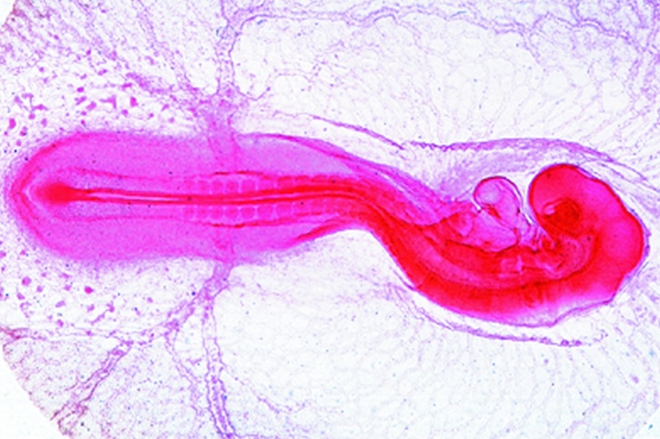 Mikropräparat - Huhn Embryo 56h, Totalpräparat. Bildung der Kiemenbögen