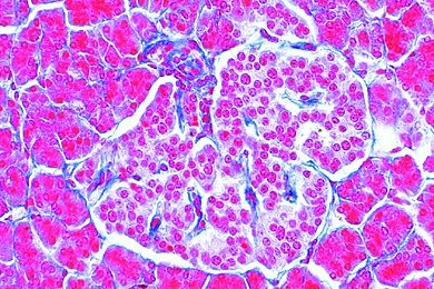 Mikropräparat - Bauchspeicheldrüse (Pankreas), quer