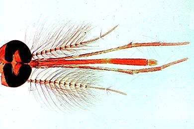 Mikropräparat - Culex pipiens, Stechmücke, Kopf und Mundteile vom Männchen total