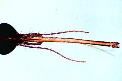Mikropräparat -Culex pipiens, Kopf und Mundteile vom Weibchen total