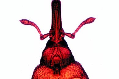 Mikropräparat - Rüsselkäfer, Kopf und Mundteile total