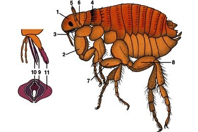 Mikropräparat - Ctenocephalus canis, Männchen oder Weibchen, total Mikropräparat - Ctenocephalus canis, Männchen oder Weibchen, total