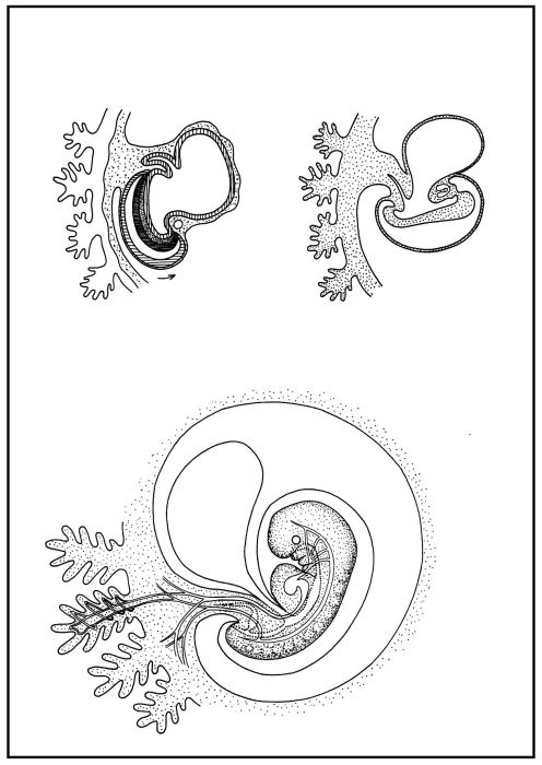 Skizzenblätter Biologie des Menschen, Teil III Steuerung, Lehrerexemplar