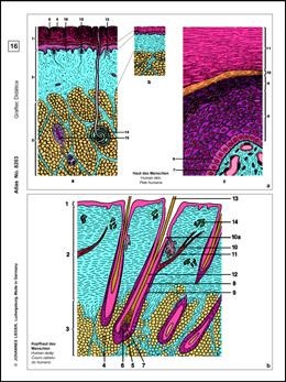 Histologie Mensch und Säugetiere, Basis-CD