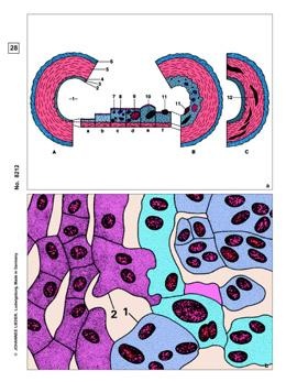 Krankheiten des Menschen (Pathologie), ERgänzungs-CD zu CD-SM-12