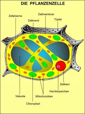 Transparentsatz Zellen