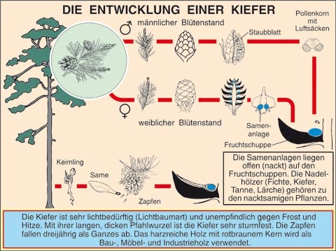 Transparentsatz Kiefer: Entwicklung, Stamm