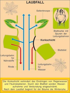 Transparentsatz Laubfall- Blattformen