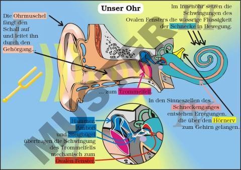 TR Unser Ohr und unsere Stimme