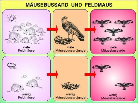 Transparentsatz Biologisches Gleichgewicht, Mäusebussard und Feldmaus