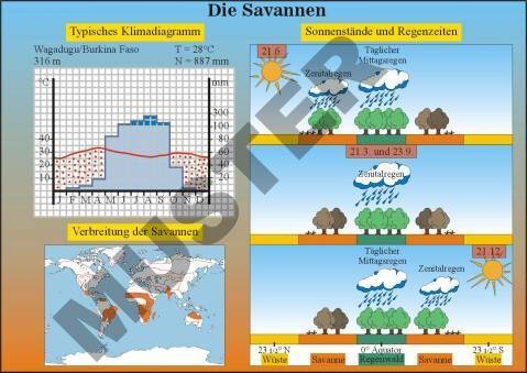 Transparentsatz Die Savannen