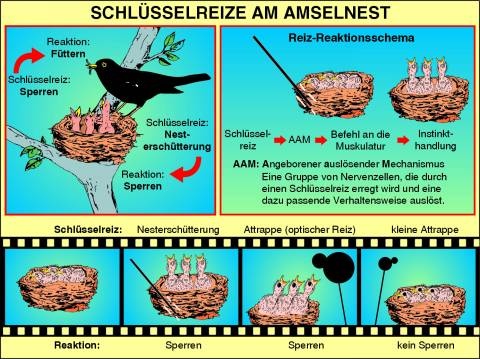 Transparentsatz Das Verhalten der Amsel