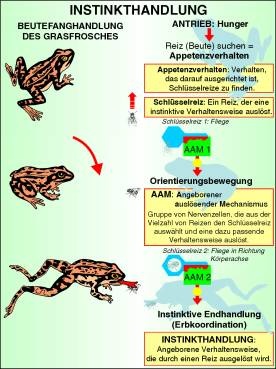 Transparentsatz Einfache Instinkthandlung