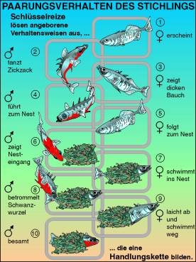 Transparentsatz Paarungsverhalten des Stichlings