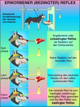 Transparentsatz Erworbener (bedingter) Reflex