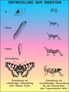 Transparentsatz Entwicklung der Insekten