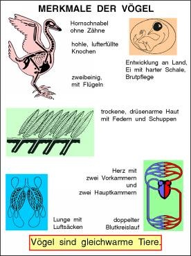 Transparentsatz Merkmale der Vögel