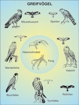 Transparentsatz Die Greifvögel