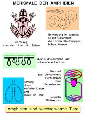 Transparentsatz Merkmale der Amphibien