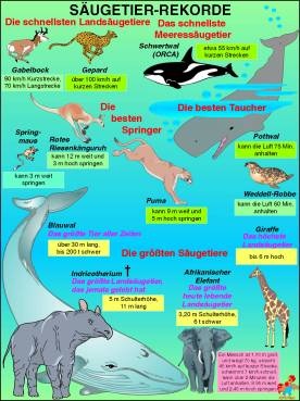Transparentsatz Säugetier-Rekorde