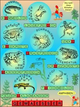 Transparentsatz Amphibien-Rätsel