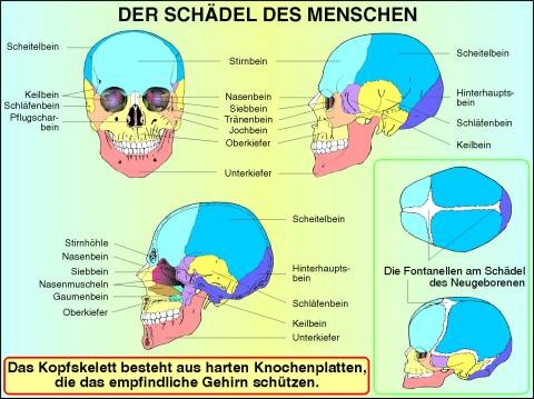 Transparentsatz Schädel und Kopf des Menschen