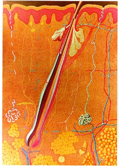 Anatomische Wandkarte Die Haut, 84 x 118 cm