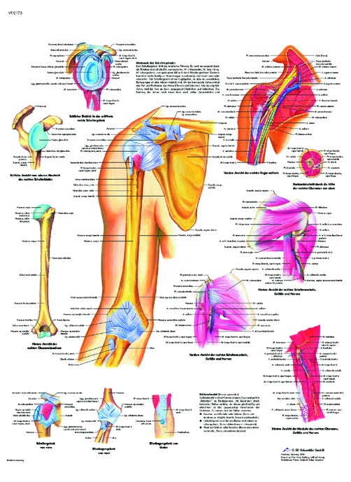 Anatomische Lehrtafel, Schulter und Ellenbogen