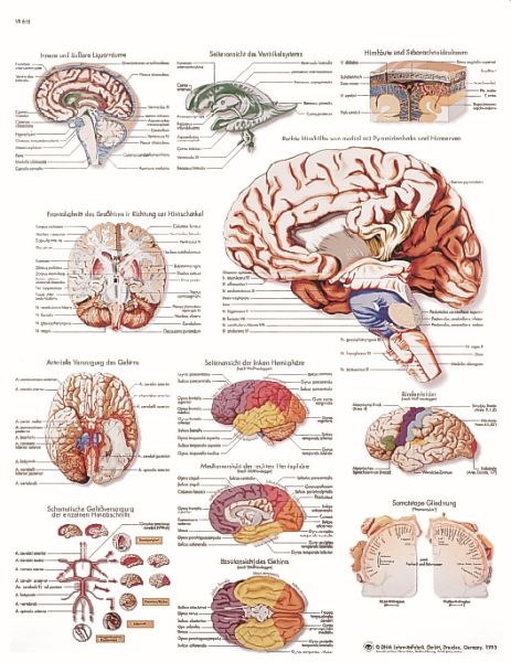 Anatomische Lehrtafel, Das menschliche Gehirn