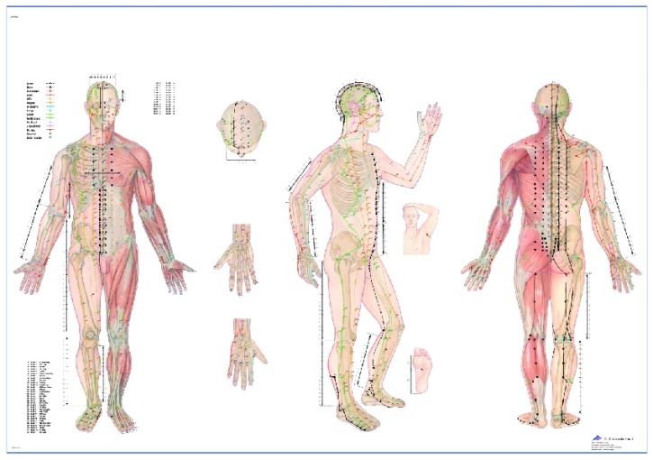 Anatomische Lehrtafel, Körperakkupunktur