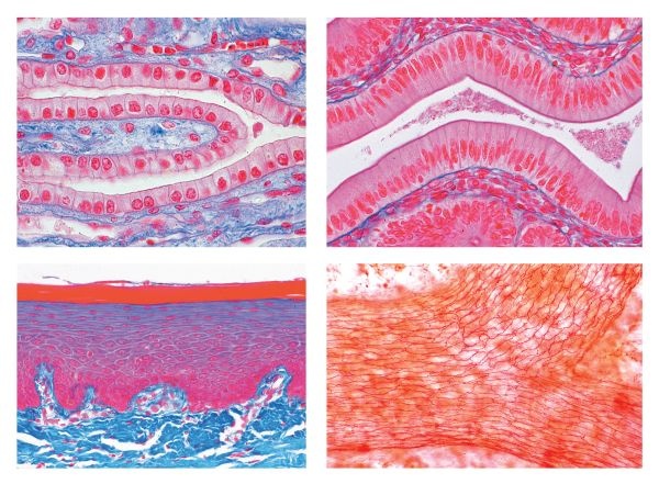 Histologie, Deckgewebe, 10 Präparate, Mit ausführlichem Begleitt