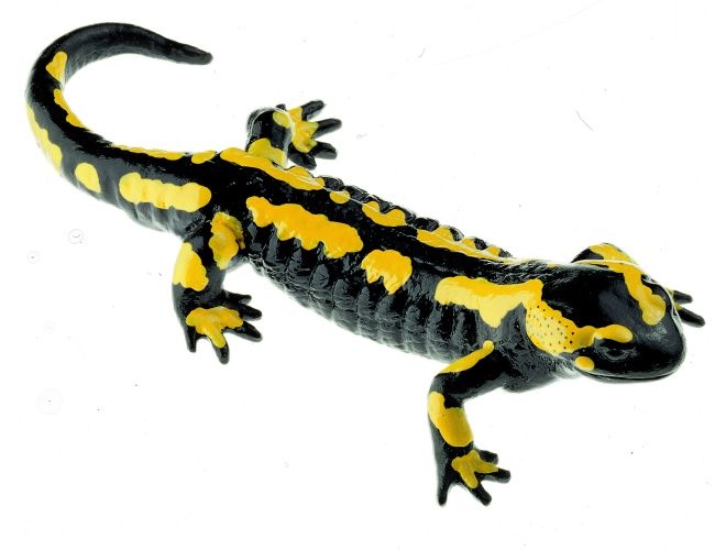 Modell Gebänderter Feuersalamander, Männchen, Salamandra s. terr